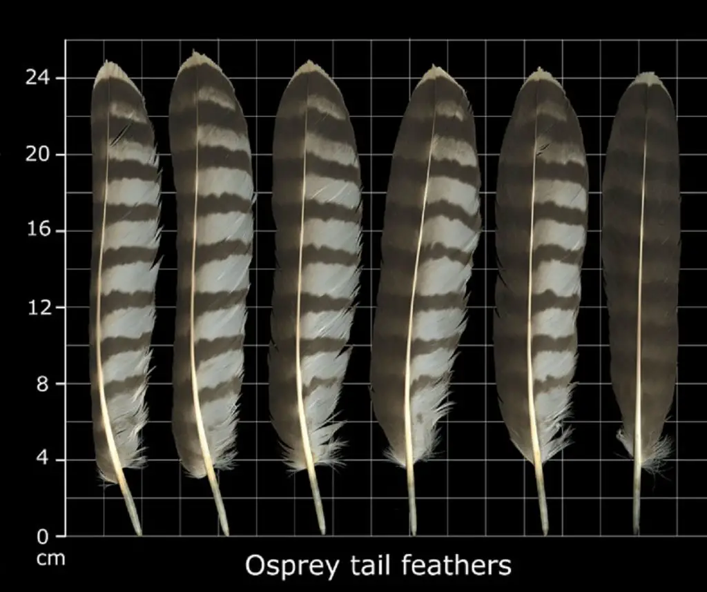 How to Identify Osprey Feathers