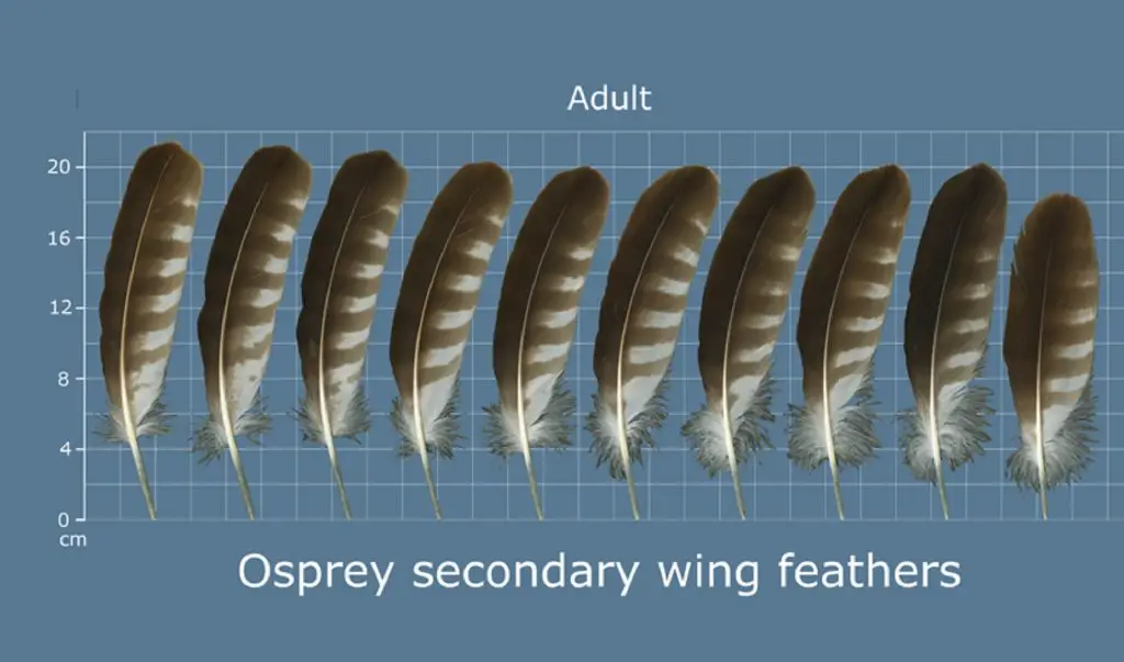 How to Identify Osprey Feathers