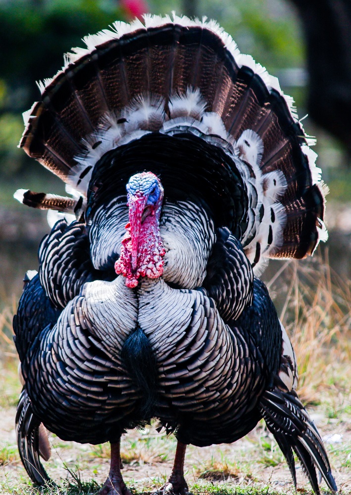 How to Identify Turkey Feathers