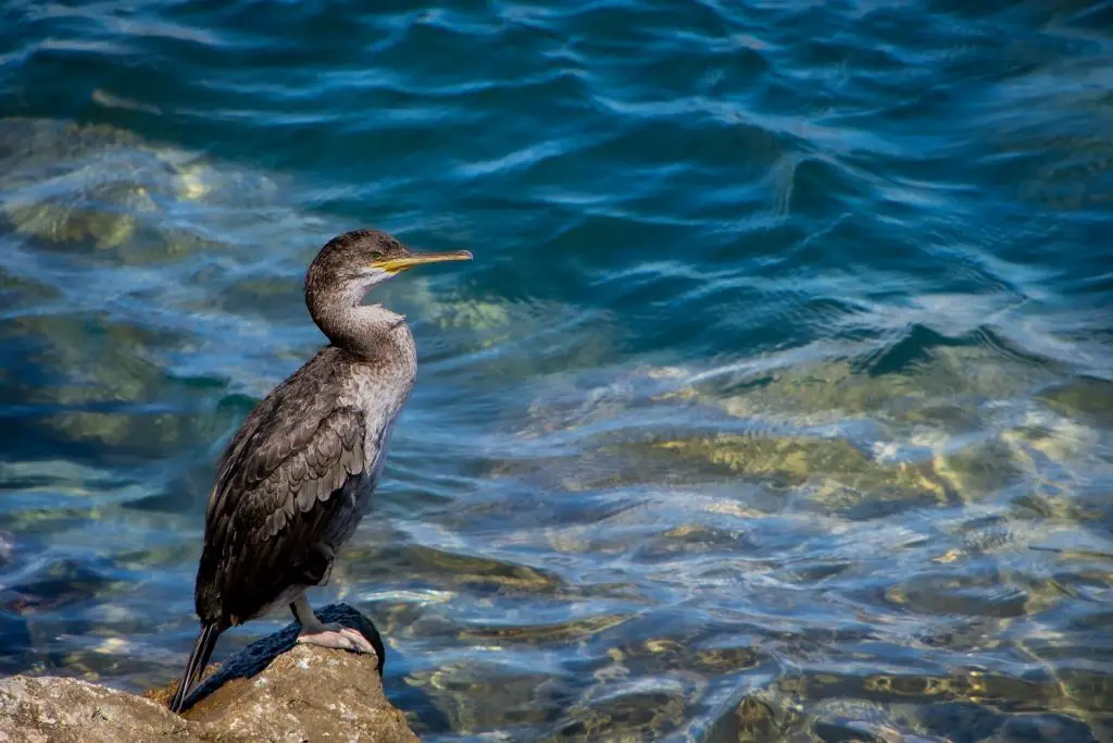 water bird mythology