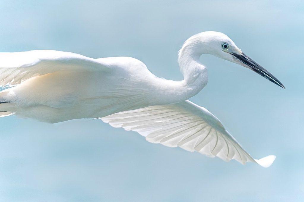 water bird mythology