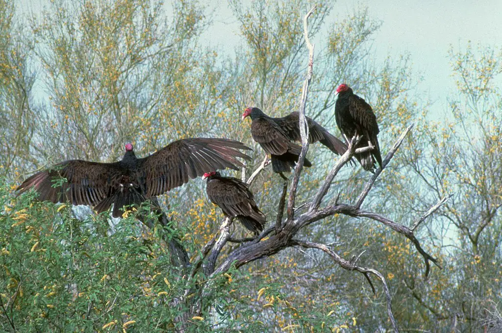 Beginner Quiz RedTailed Hawk vs Turkey Vulture (Raptor ID Quiz)