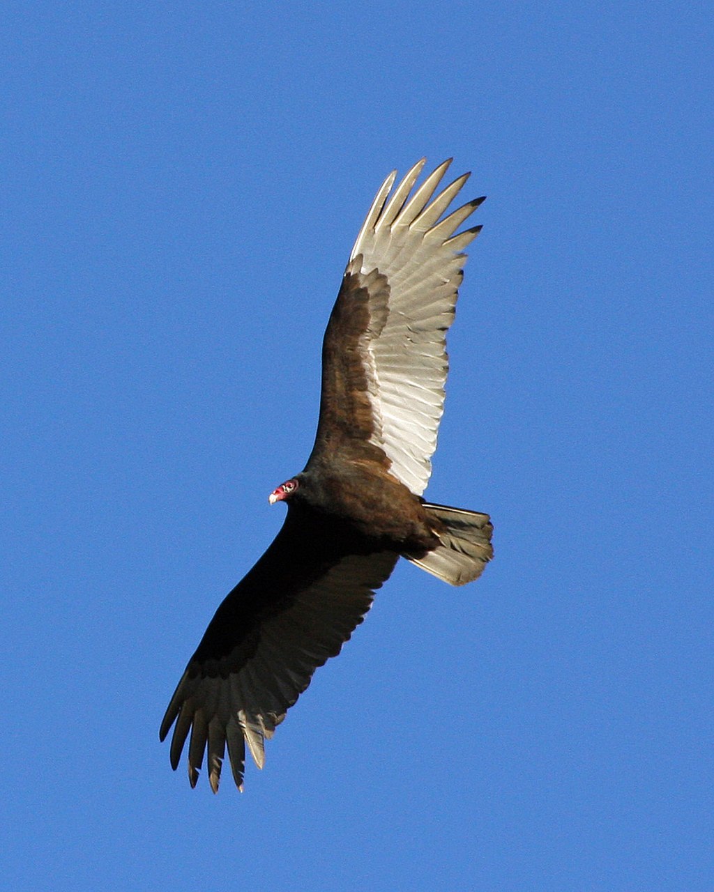 Beginner Quiz - Red-Tailed Hawk vs Turkey Vulture (Raptor ID Quiz)