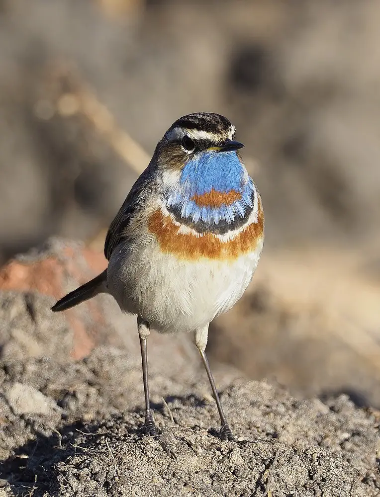 coolest birds in the world