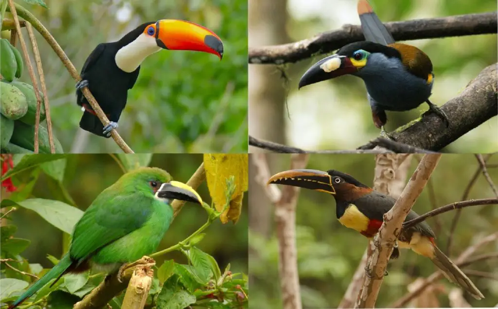 coolest birds in the world