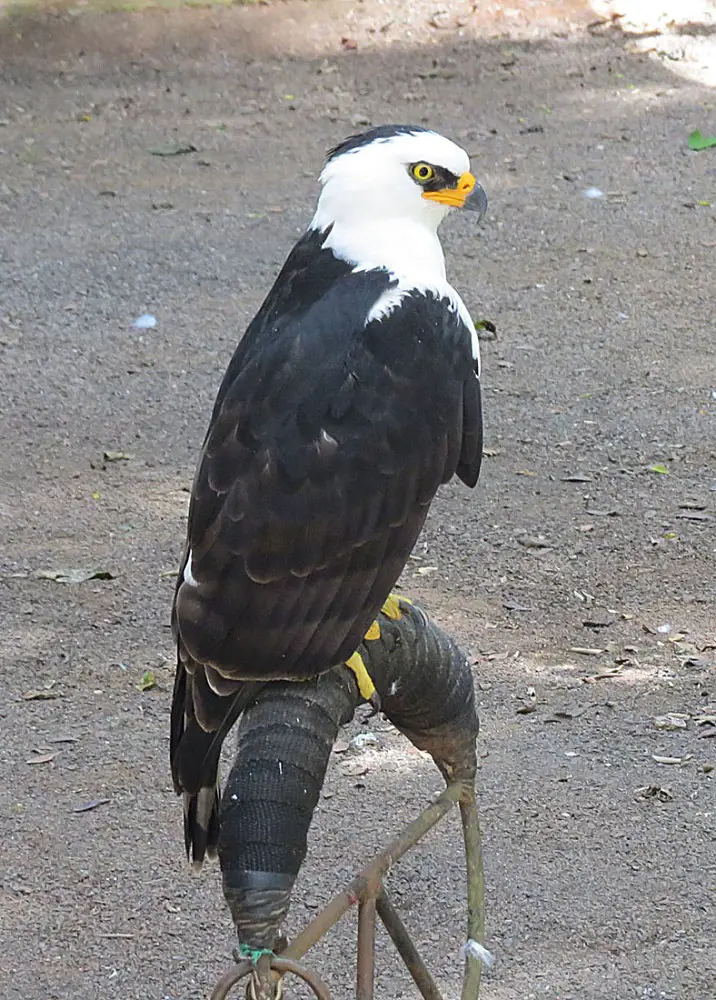 coolest birds in the world