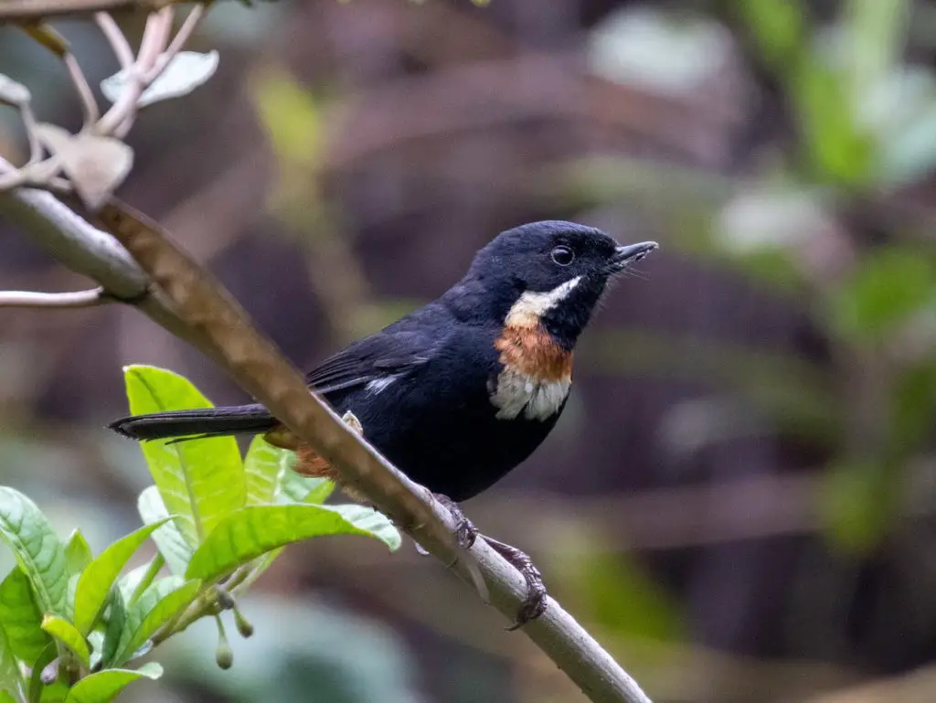 coolest birds in the world