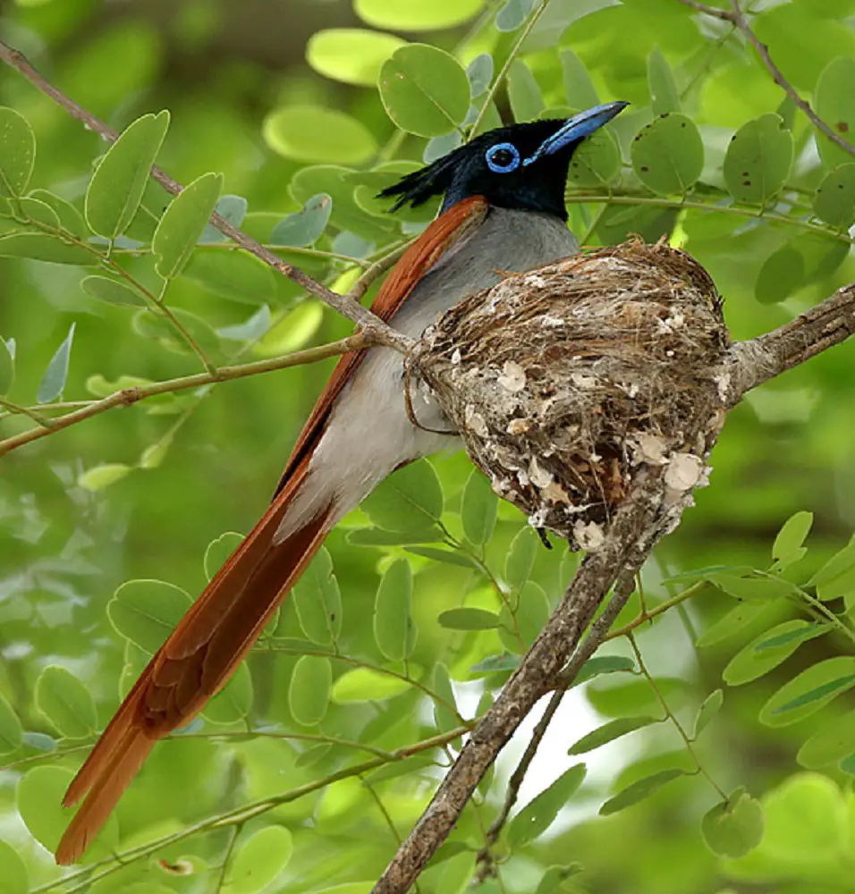 coolest birds in the world