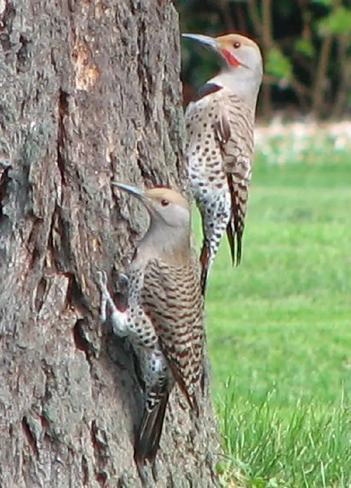 coolest birds in the world