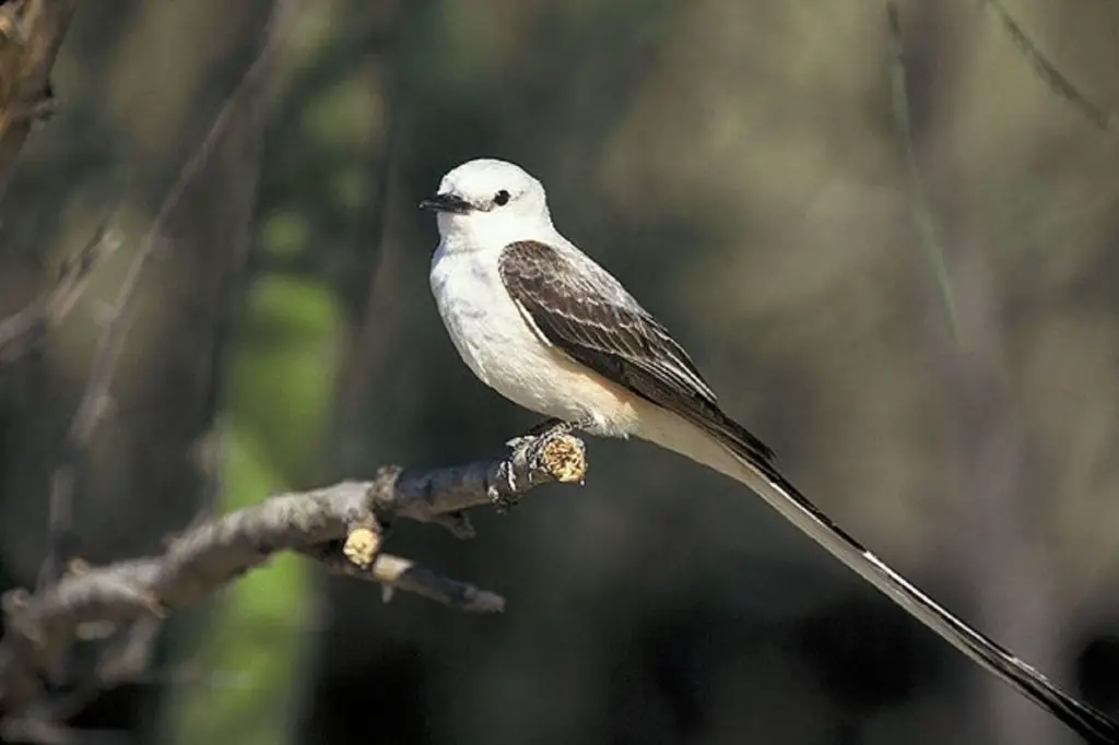 coolest birds in the world