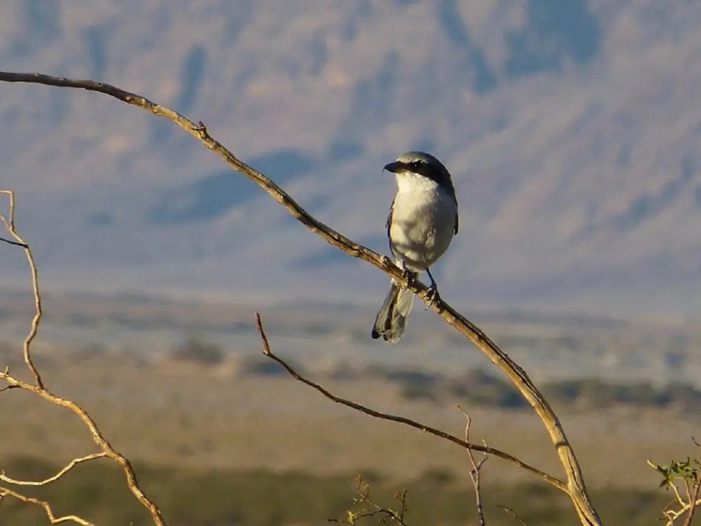 coolest birds in the world