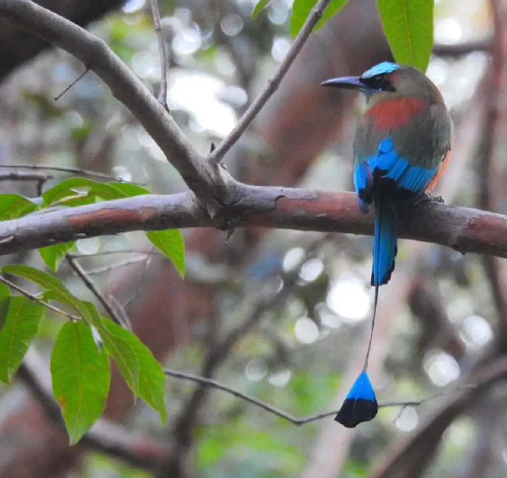 coolest birds in the world