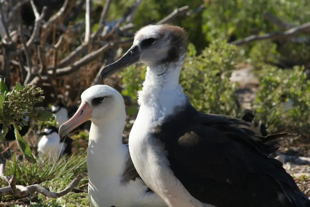 coolest birds in the world