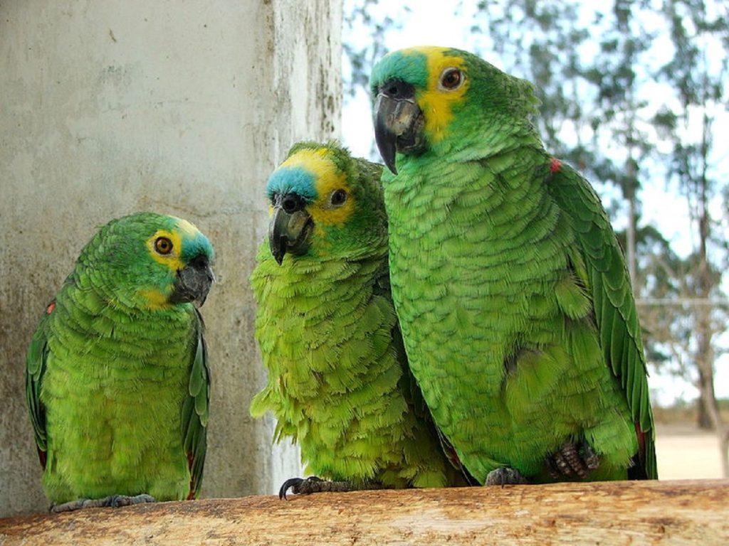 coolest birds parrots