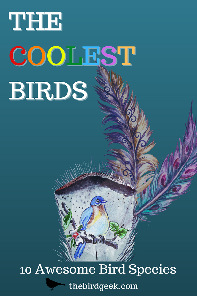 coolest birds