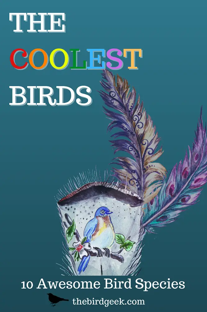 Coolest Birds