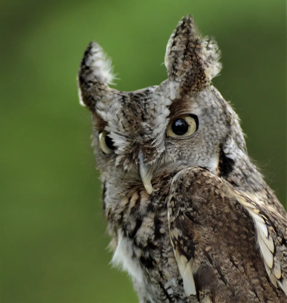 Owl Quotes