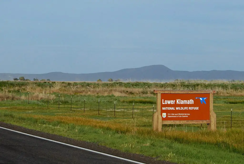 Best Places for Birdwatching in Oregon