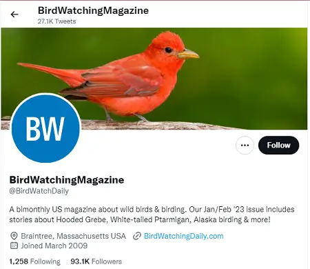 best birdwatching twitter accounts to follow