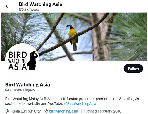 best birdwatching twitter accounts to follow