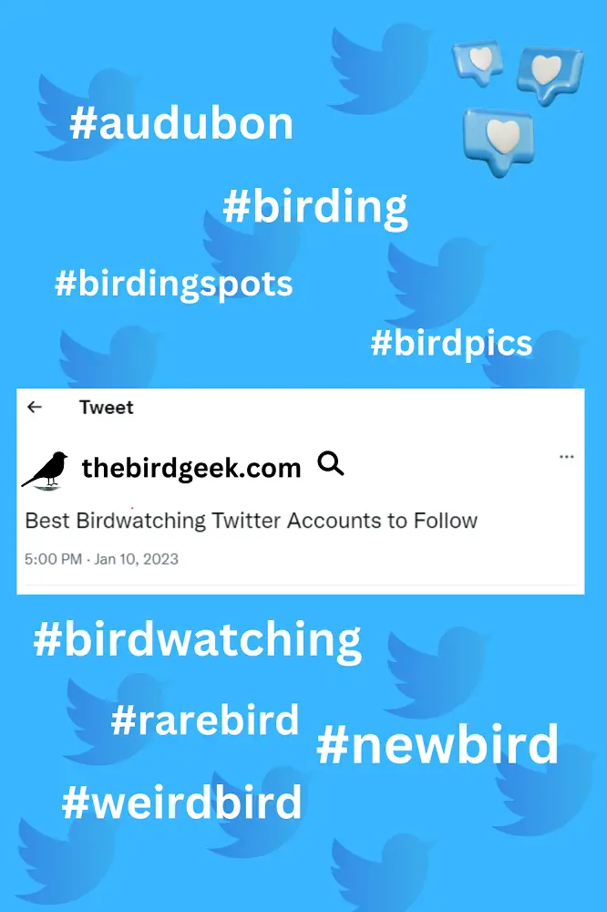 best birdwatching twitter accounts to follow