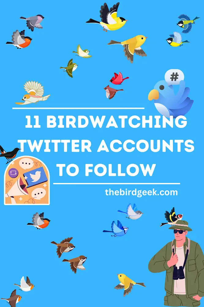 best birdwatching twitter accounts to follow