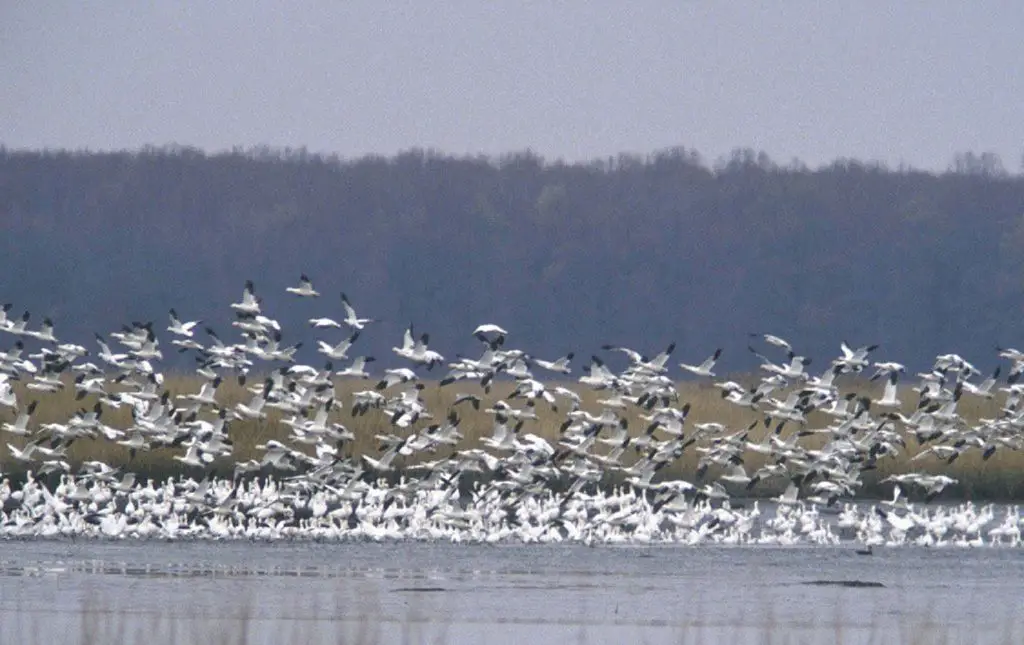 best places for birdwatching in Delaware