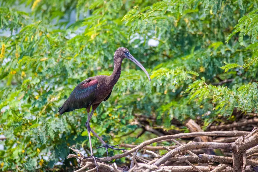 best places for birdwatching in Delaware