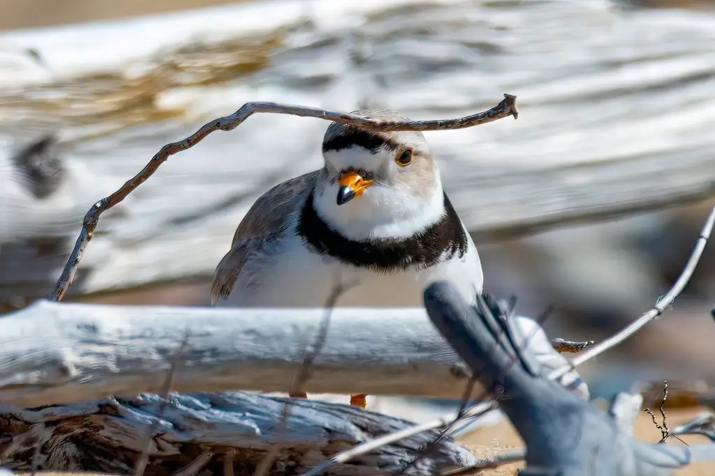 best places for birdwatching in Delaware