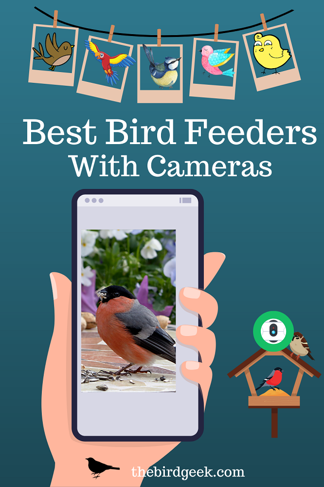 best bird feeder with wireless camera