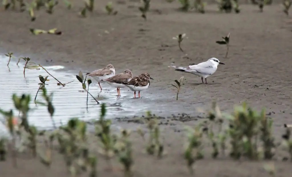 best places for birdwatching in Delaware