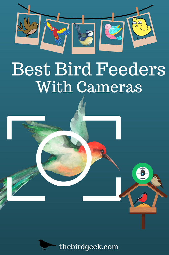 best bird feeder with wireless camera