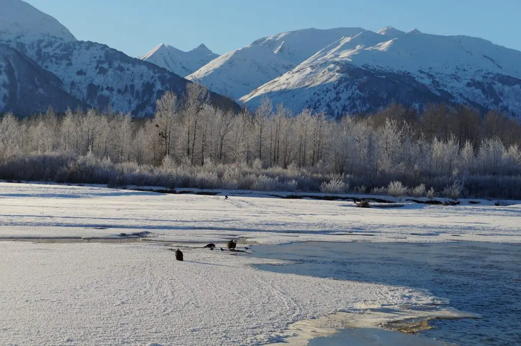 best places for birdwatching in alaska