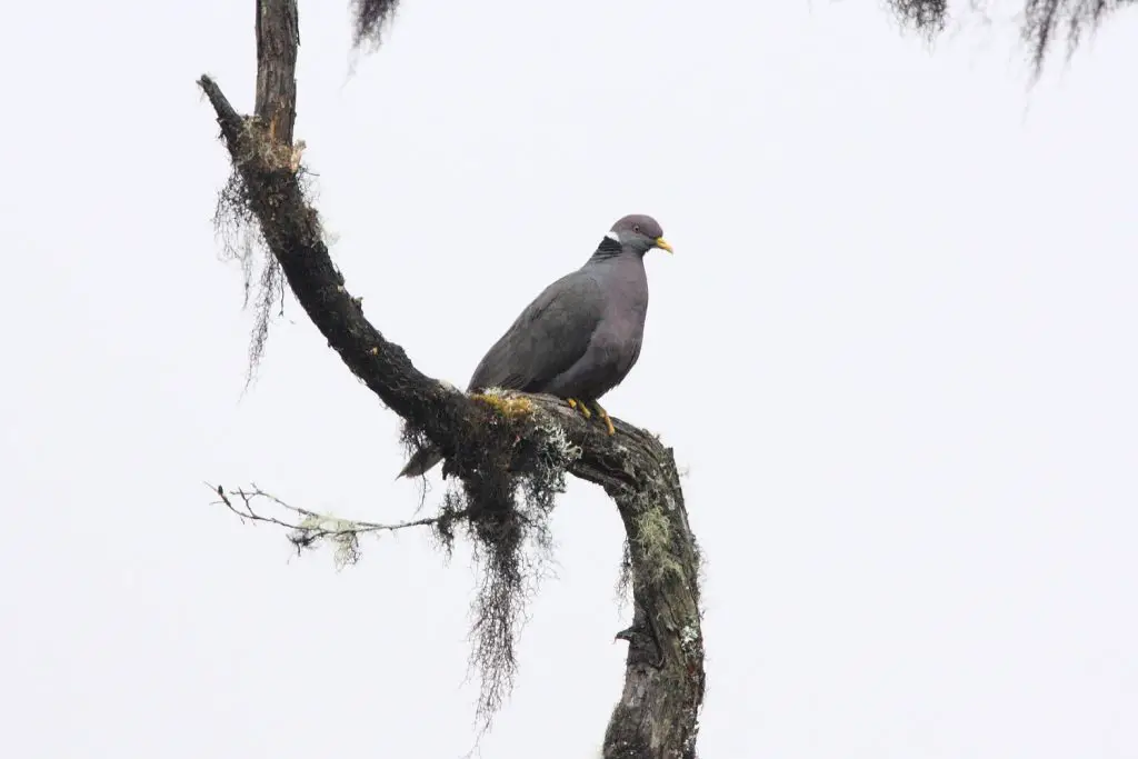 best places for birdwatching in alaska