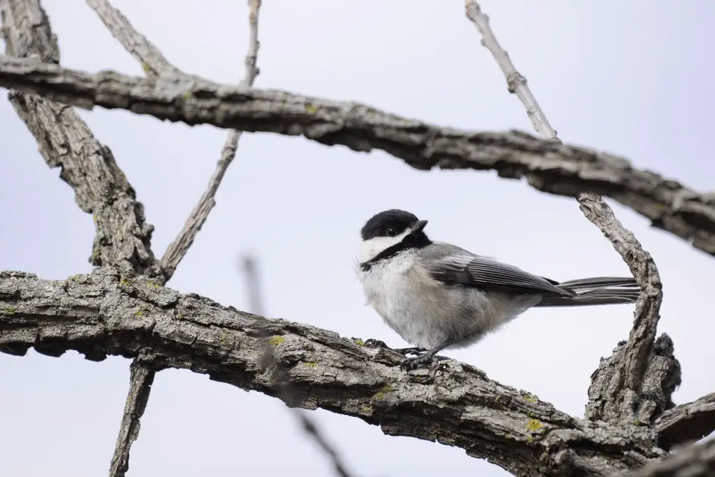 best places for birdwatching in alaska