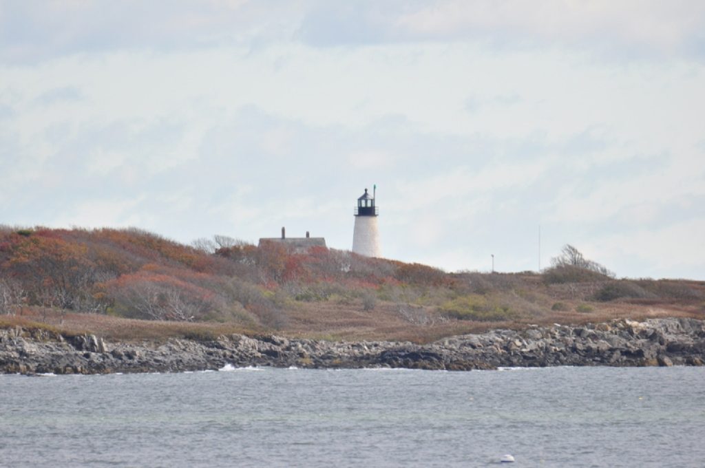 Best Places for Birdwatching in Maine Biddeford Pool