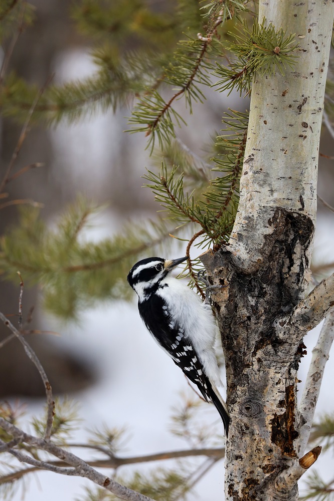 Best Places for Birdwatching in Maine Birding Trail