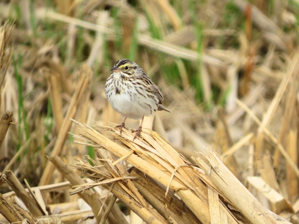 Best Places for Birdwatching in Maine Savannah Sparrow