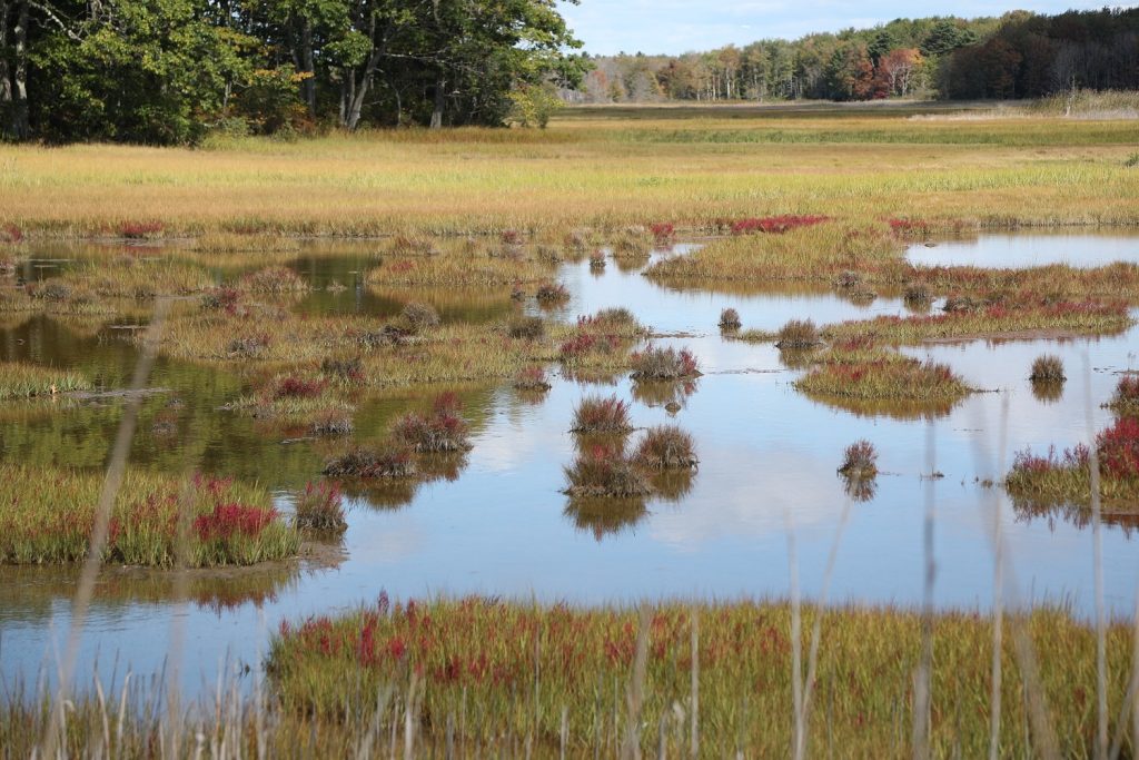 Best Places for Birdwatching in Maine Scarborough Marsh