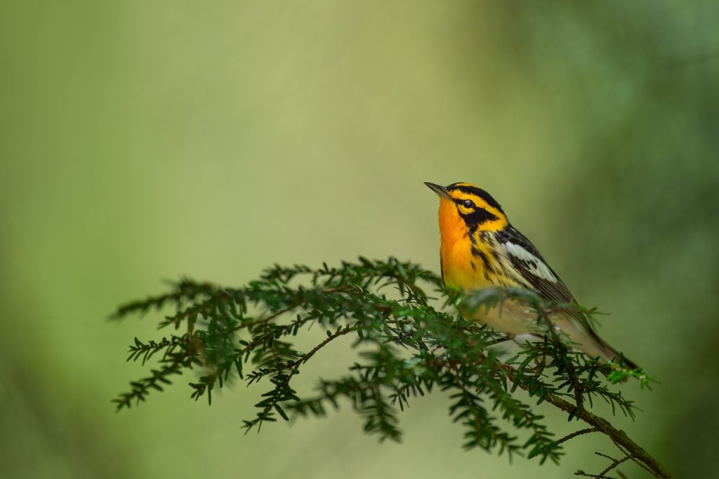 Best Places for Birdwatching in Maine Todd Wildlife Sanctuary
