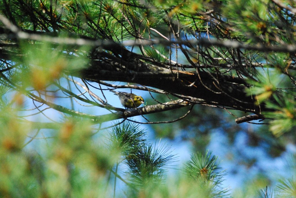 Best Places for Birdwatching in Maine black throated green warbler