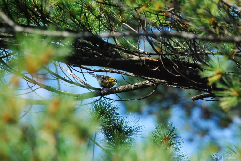 Best Places for Birdwatching in Maine black throated green warbler