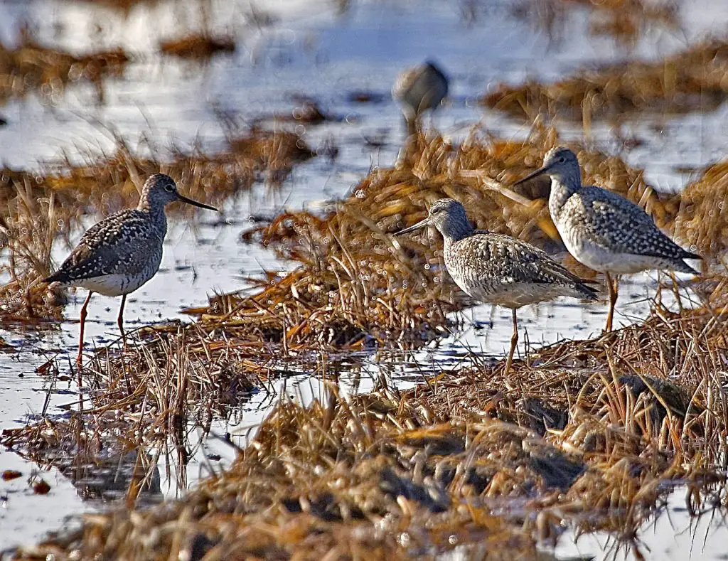 best places for birdwatching in alaska