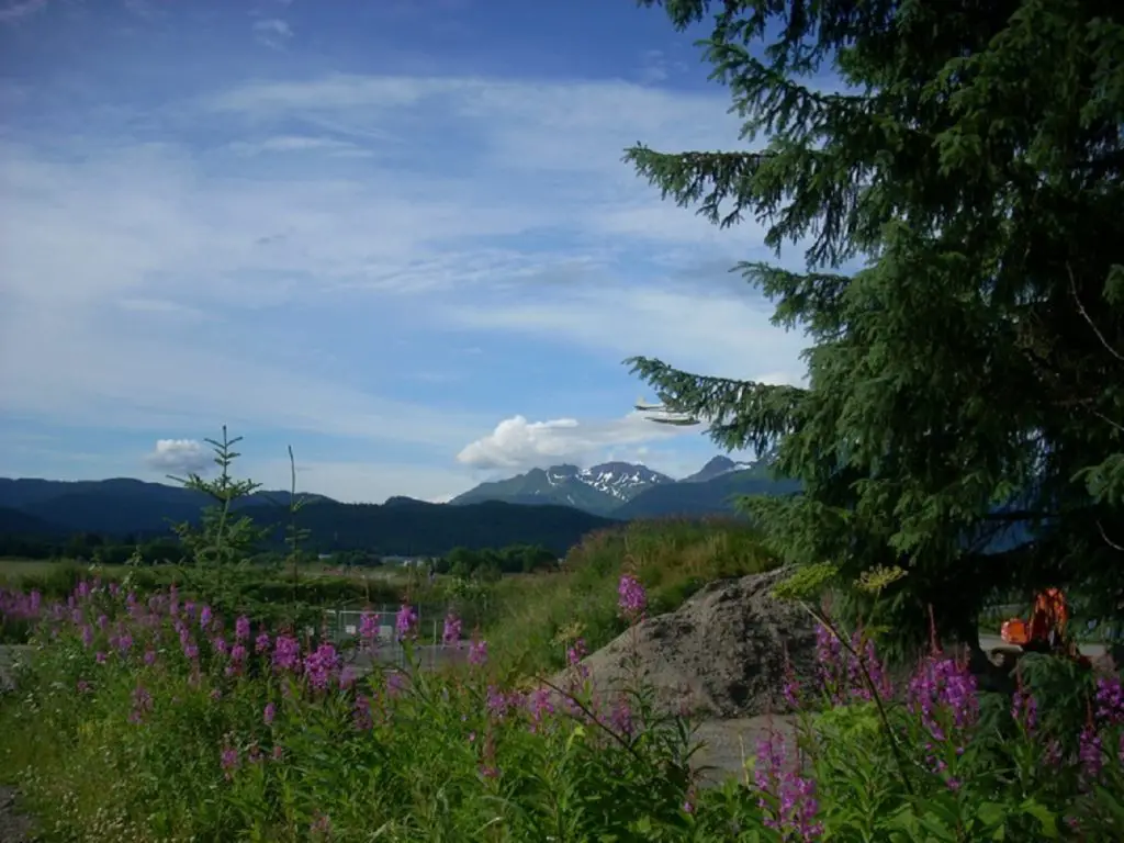 best places for birdwatching in alaska