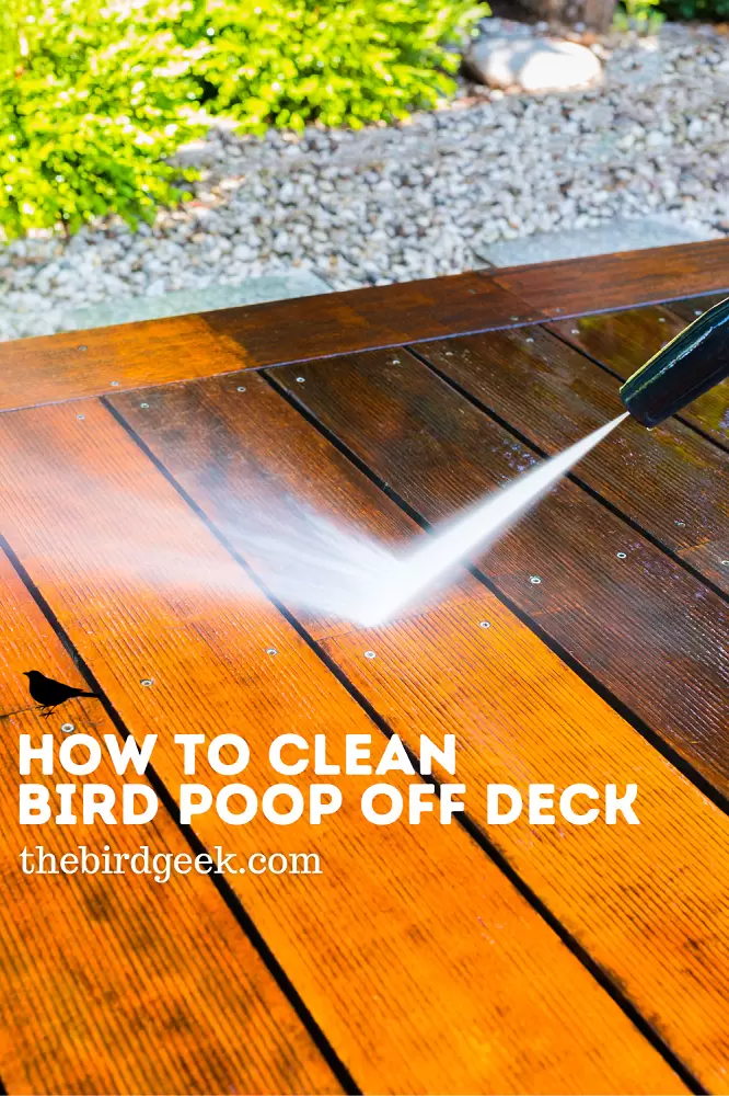 How to Clean Bird Poop Off Your Deck