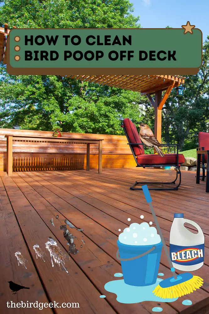 How to Clean Bird Poop Off Your Deck