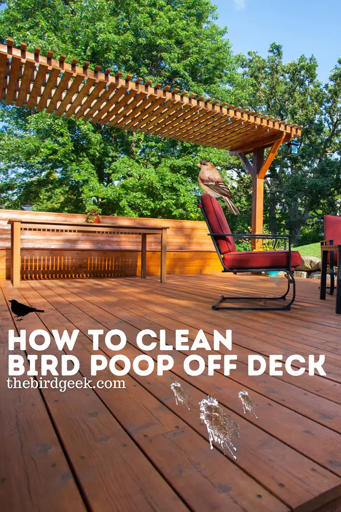 How to Clean Bird Poop Off Your Deck