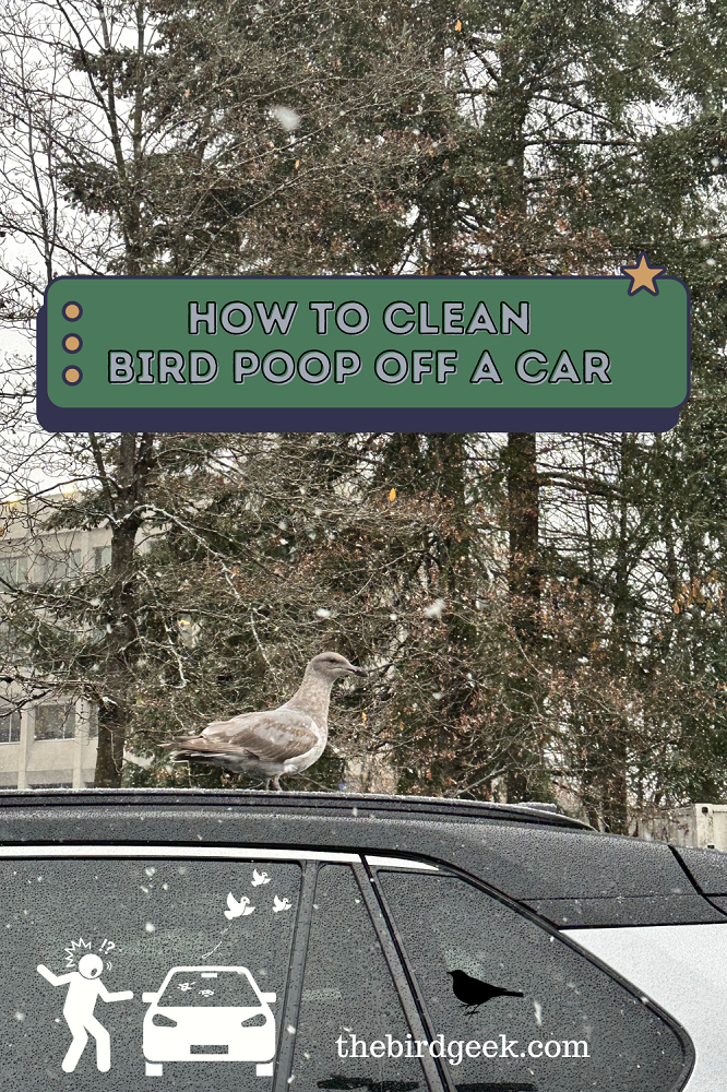 How to Clean Bird Poop Off a Car