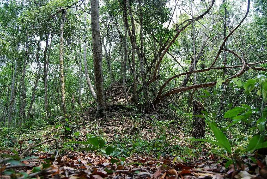 Maya Biosphere Reserve