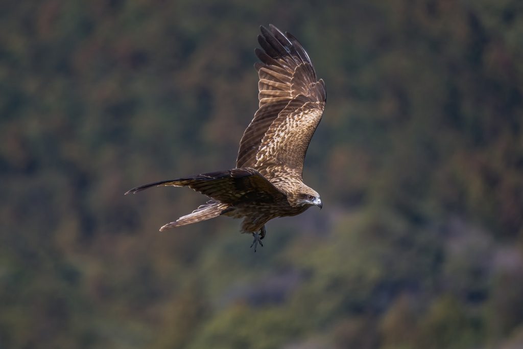 Best Places for Birdwatching in Spain